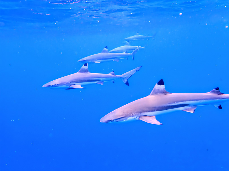 Polynésie Rangiroa - Voyage sur mesure